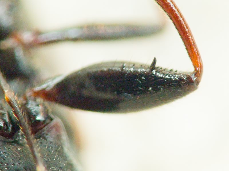 Eremocoris plebejus (Fallen, 1807)